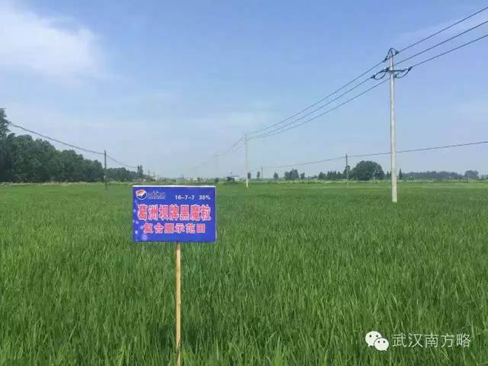 施用黑魔粒種植的水稻長(zhǎng)勢(shì)良好 施用黑魔粒種植的水稻長(zhǎng)勢(shì)良好