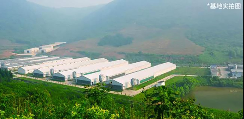 圣迪樂村蛋雞養殖場 圣迪樂村蛋雞養殖場